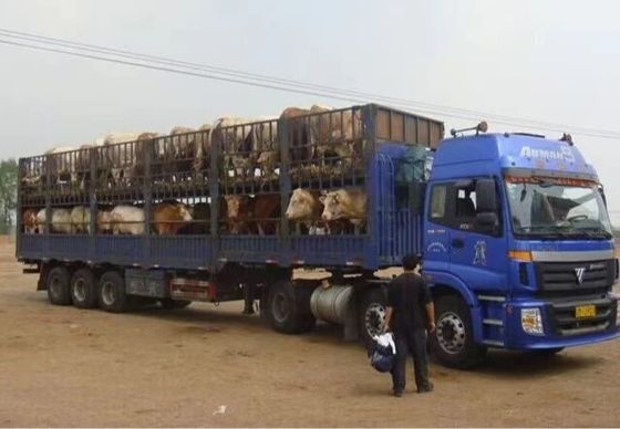 Miglior rimorchio da 40 a 80 tonnellate di materiali in acciaio per il trasporto di animali e merci